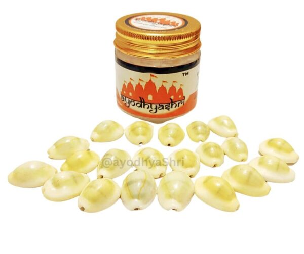 Cowrie Shells for Laxmi Pooja