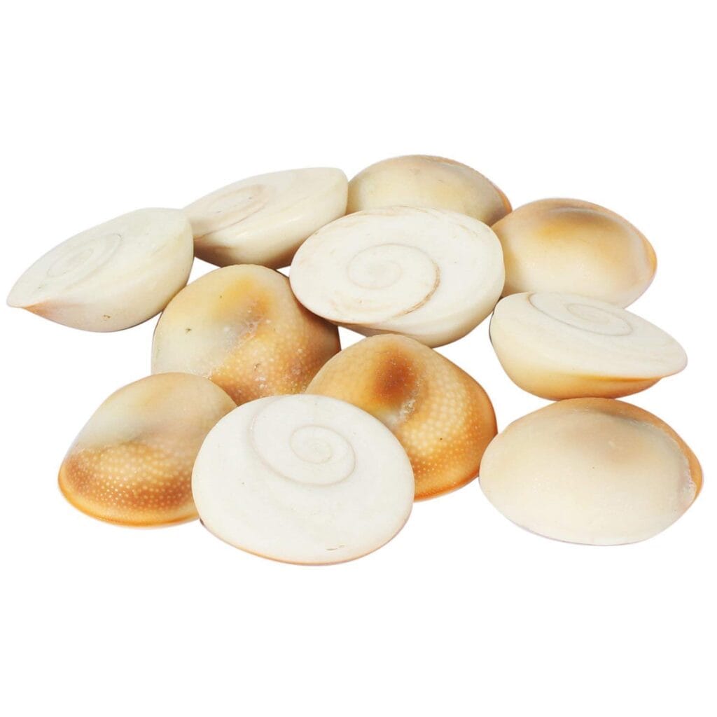 gomti chakra-21piece