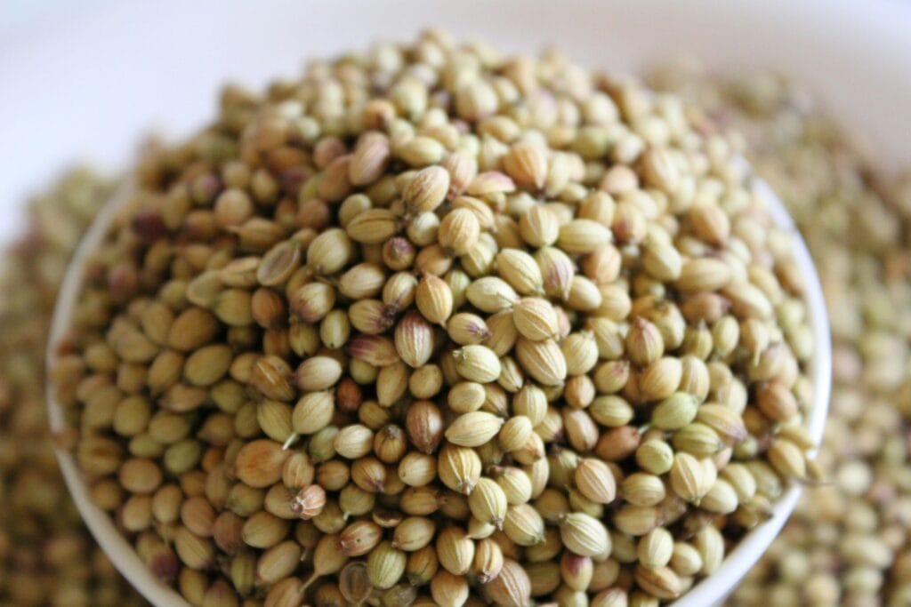 Sabut Dhaniya (Whole Coriander Seeds)
