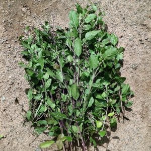 Tulsi Leaves-Ayodhyashri