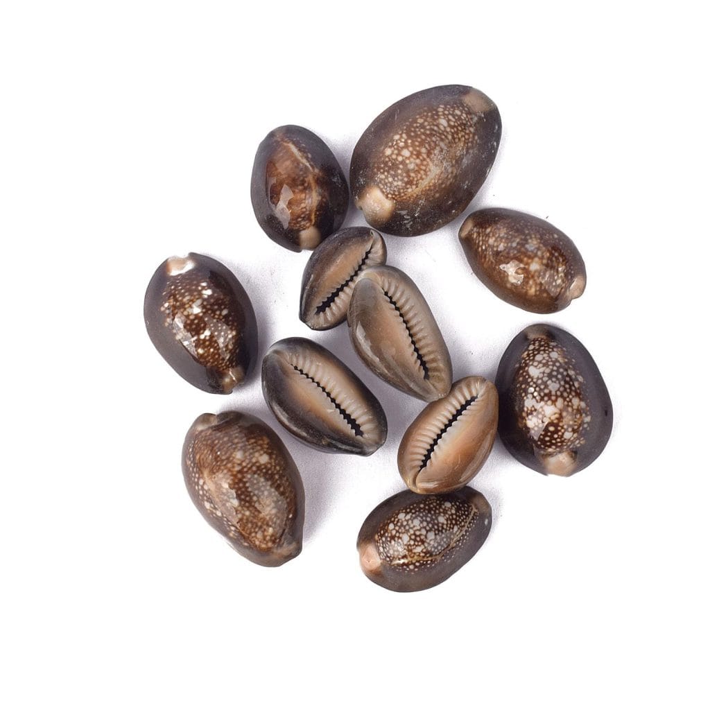 Brown Cowrie Ayodhyashri